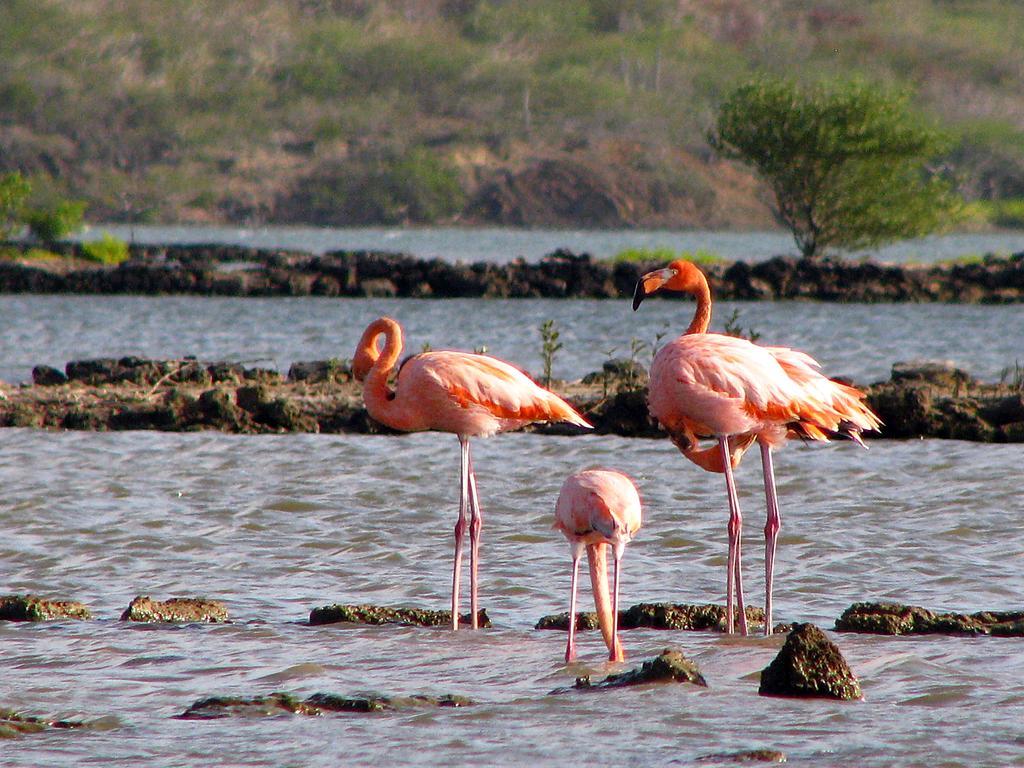 Dream Of The Green Flamingo Willibrordus Kültér fotó